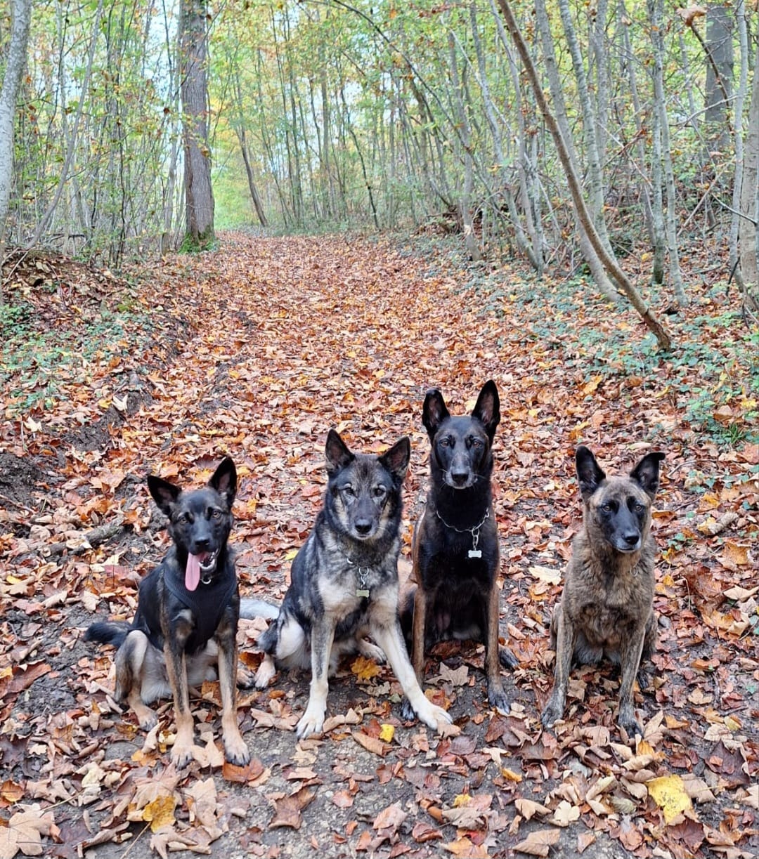 Social Walk Hunde – Hundeschule Pfotenherz Diepflingen