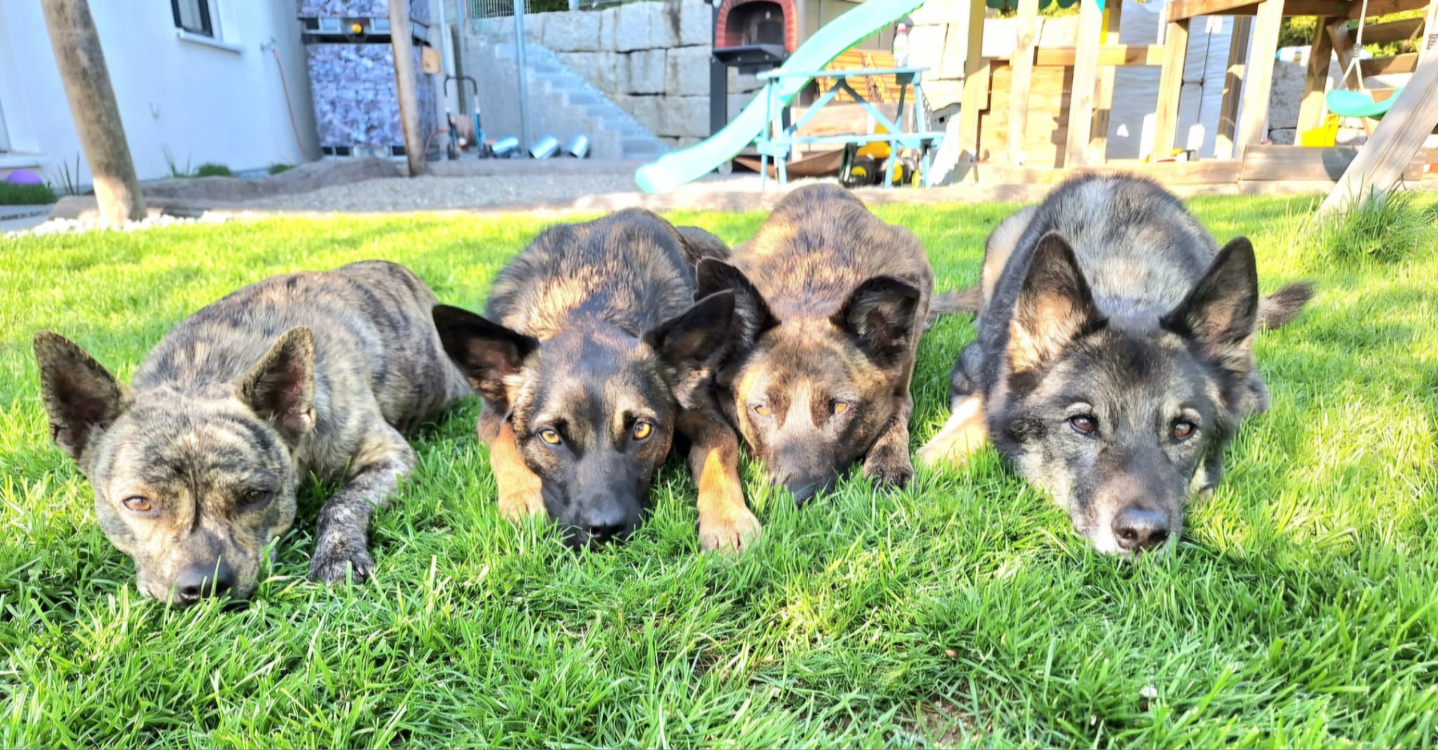 Hundeschule Baselland – Sitz und Bleib Training