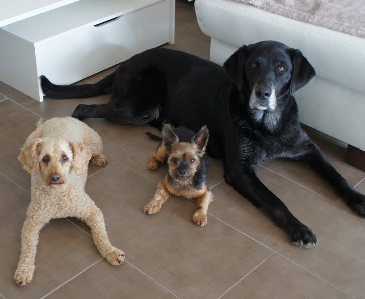 Junghund beim Kurs – Hundeschule Pfotenherz Baselland